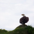 100_1125.jpg
